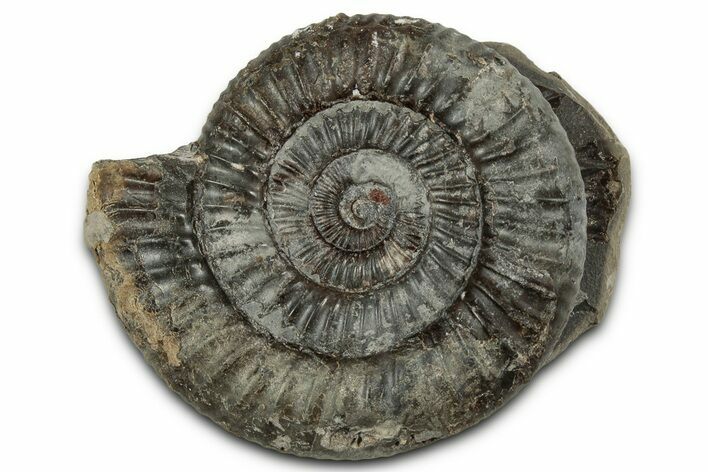 Jurassic Ammonite (Dactylioceras) Fossil - England #351296